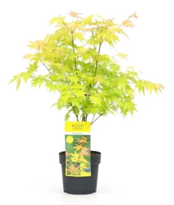 Acer 'orange Dream' - érable Du Japon - Pot 19cm - Hauteur 60-70cm