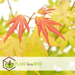Acer 'orange Dream' - érable Du Japon - Pot 19cm - Hauteur 60-70cm -Atmospheraes Store 645951437f66a4.50317666