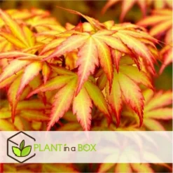 Acer 'orange Dream' - érable Du Japon - Pot 19cm - Hauteur 60-70cm -Atmospheraes Store 645951438cd7a4.16475158