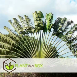 Atmospheraes Store -Atmospheraes Store 6459515db57be8.40900758