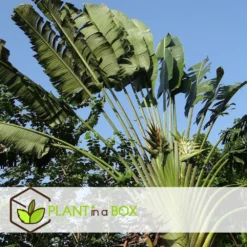 Ravenala Madagascariensis - Set De 3 - Palmier - Pot 9cm - Hauteur 25-40cm -Atmospheraes Store 6459515dbfa1c9.26075985