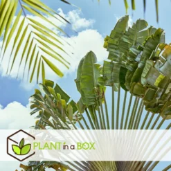 Ravenala Madagascariensis - Set De 3 - Palmier - Pot 9cm - Hauteur 25-40cm -Atmospheraes Store 6459515dc6f232.05347240