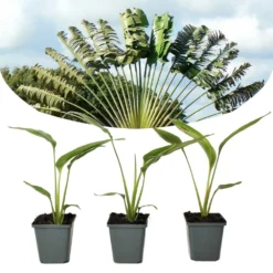 Ravenala Madagascariensis - Set De 3 - Palmier - Pot 9cm - Hauteur 25-40cm