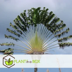 Ravenala Madagascariensis - Set De 3 - Palmier - Pot 9cm - Hauteur 25-40cm -Atmospheraes Store 6459515de71cc3.06727353
