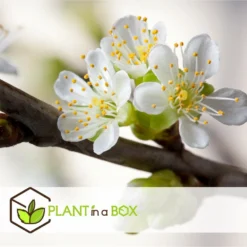 3 Pommes Différentes Sur 1 Arbre - Pot 17 Cm - Hauteur 60-70cm -Atmospheraes Store 6478b275eb1777.08001142