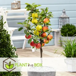 3 Pommes Différentes Sur 1 Arbre - Pot 17 Cm - Hauteur 60-70cm -Atmospheraes Store 6478b276016da1.99677535