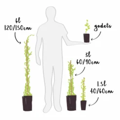 Groseillier à Grappes 'london Market' - Ribes Rubrum 3l -Atmospheraes Store 6478c44f2212c6.43995131