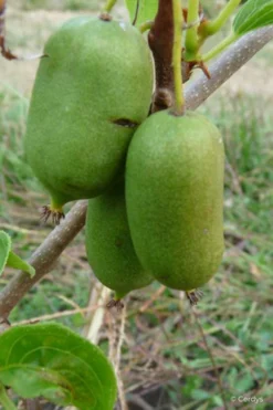 Kiwai 'super Issaï' - 1,5l