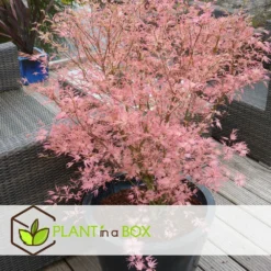 Japanese Maple 'taylor' - 'limited Edition' - Pot 19cm - Hauteur 60-70cm -Atmospheraes Store 64932591647bf2.45258243