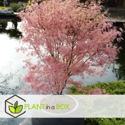 Japanese Maple 'taylor' - 'limited Edition' - Pot 19cm - Hauteur 60-70cm -Atmospheraes Store 649325918db7a8.65789021