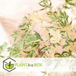 Japanese Maple 'taylor' - 'limited Edition' - Pot 19cm - Hauteur 60-70cm -Atmospheraes Store 64932591b4e217.18472860