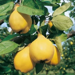 Cognassier Champion : Gobelet 3 Ans D'âge -Atmospheraes Store 6532 004