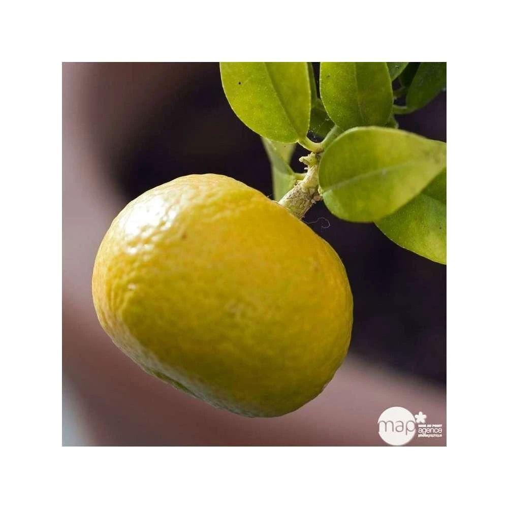 Mandarinier : C3L, Agriculture Biologique 3 Mandarinier : C3L, Agriculture Biologique – Image 3