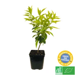 Mandarinier : C3L, Agriculture Biologique 9 Mandarinier : C3L, Agriculture Biologique -Atmospheraes Store 697332 004