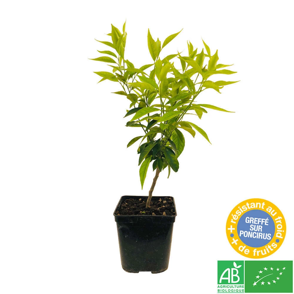 Mandarinier : C3L, Agriculture Biologique 4 Mandarinier : C3L, Agriculture Biologique – Image 4