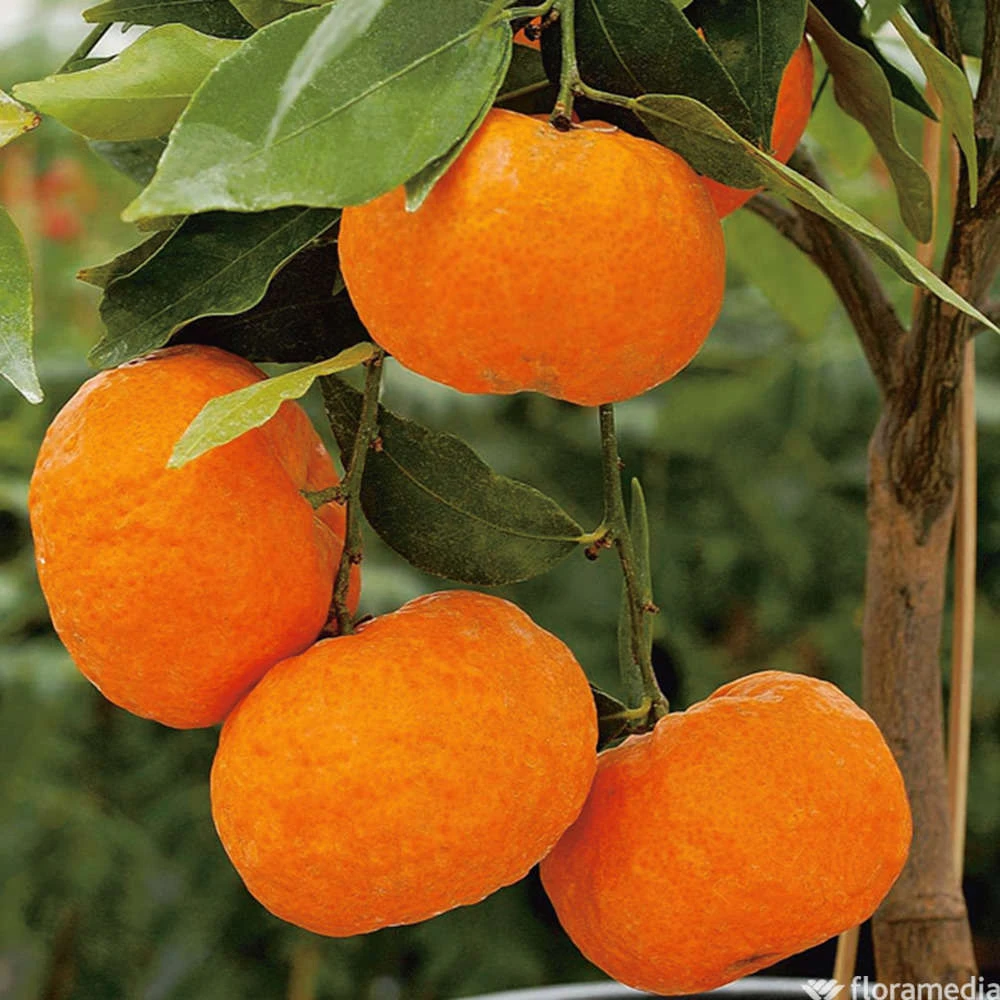 Mandarinier : C3L, Agriculture Biologique 5 Mandarinier : C3L, Agriculture Biologique – Image 5