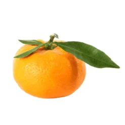 Mandarinier : C3L, Agriculture Biologique 11 Mandarinier : C3L, Agriculture Biologique -Atmospheraes Store 697332 009