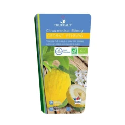 Cedratier 'ethrog' : AB, C3L -Atmospheraes Store 697335 002