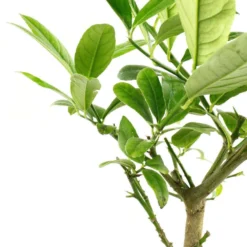 Cedratier 'ethrog' : AB, C3L -Atmospheraes Store 697335 004