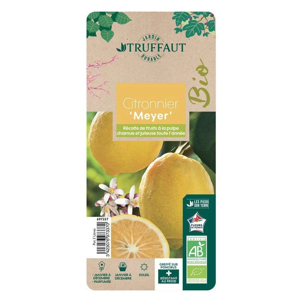 Citronnier X Meyer : AB C3L 1 Citronnier X Meyer : AB C3L