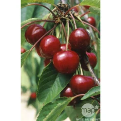 Cerisier Bigarreau Van : Gobelet 3 Ans D'âge Ctr 12 Litres 5 Cerisier Bigarreau Van : Gobelet 3 Ans D'âge Ctr 12 Litres -Atmospheraes Store 71295 003