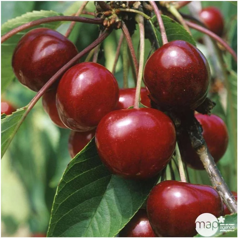 Cerisier Bigarreau Van : Gobelet 3 Ans D'âge Ctr 12 Litres 2 Cerisier Bigarreau Van : Gobelet 3 Ans D'âge Ctr 12 Litres – Image 2