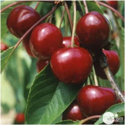 Cerisier Bigarreau Van : Demi Tige 2 Ans D'âge Ctr 15 Litres 5 Cerisier Bigarreau Van : Demi Tige 2 Ans D'âge Ctr 15 Litres -Atmospheraes Store 71296 004