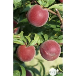 Pêcher à Chair Jaune JH Hale : Demi Tige 6/8 Cm 2 Ans D'âge Ctr 12L -Atmospheraes Store 71318 002