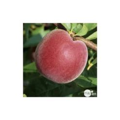 Pêcher à Chair Jaune JH Hale : Demi Tige 6/8 Cm 2 Ans D'âge Ctr 12L -Atmospheraes Store 71318 003