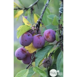 Prunier Reine Claude Violette Gobelet -Atmospheraes Store 71372 002