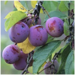 Prunier Reine Claude Violette Gobelet -Atmospheraes Store 71372 004