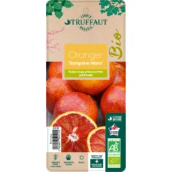 Atmospheraes Store -Atmospheraes Store 750101 2066800