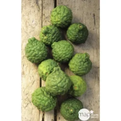 Combava H140/160cm : C35L -Atmospheraes Store 784976 003