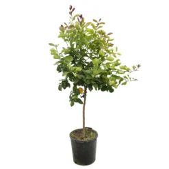 Atmospheraes Store -Atmospheraes Store 784978 1765249