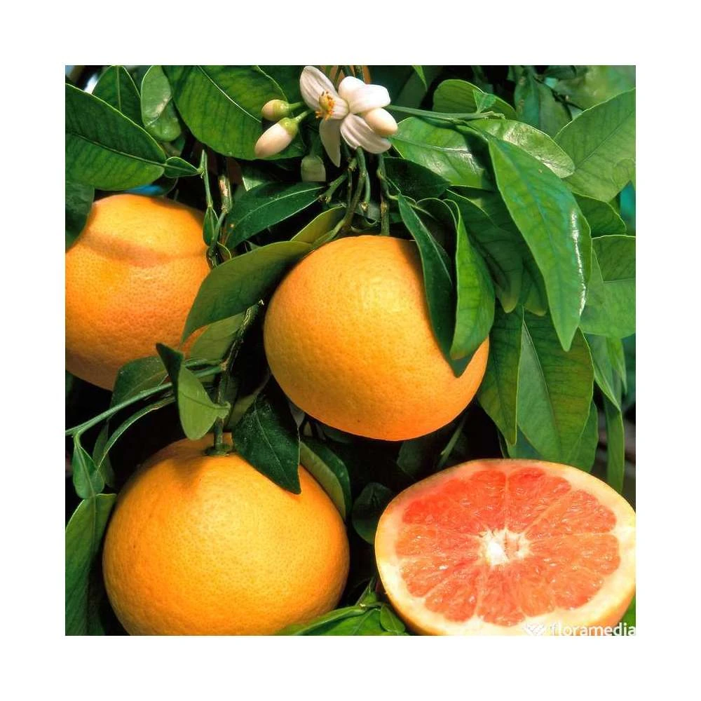 Pomelo à Chair Rose 'Star Ruby' :h.140/160cm 1 Pomelo à Chair Rose 'Star Ruby' :h.140/160cm