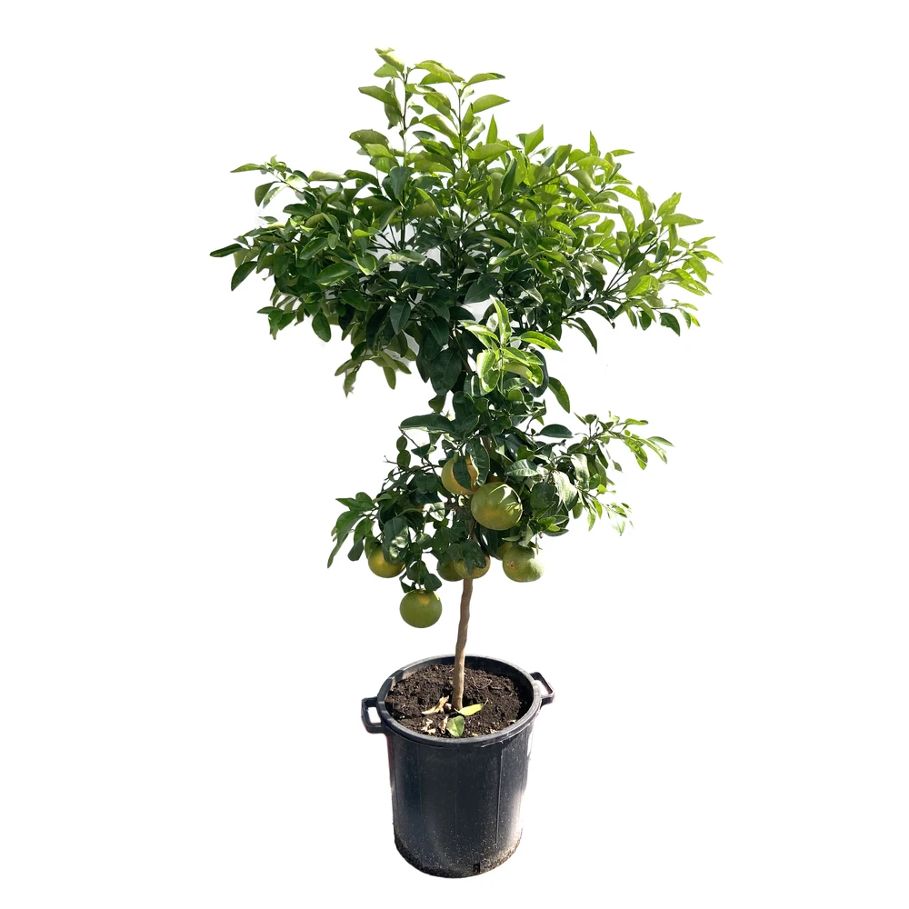 Pomelo à Chair Rose 'Star Ruby' :h.140/160cm 2 Pomelo à Chair Rose 'Star Ruby' :h.140/160cm – Image 2