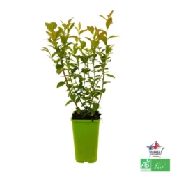 Myrtillier 'Patriot' Bio : Pot De 1,5 Litres -Atmospheraes Store 791605 001
