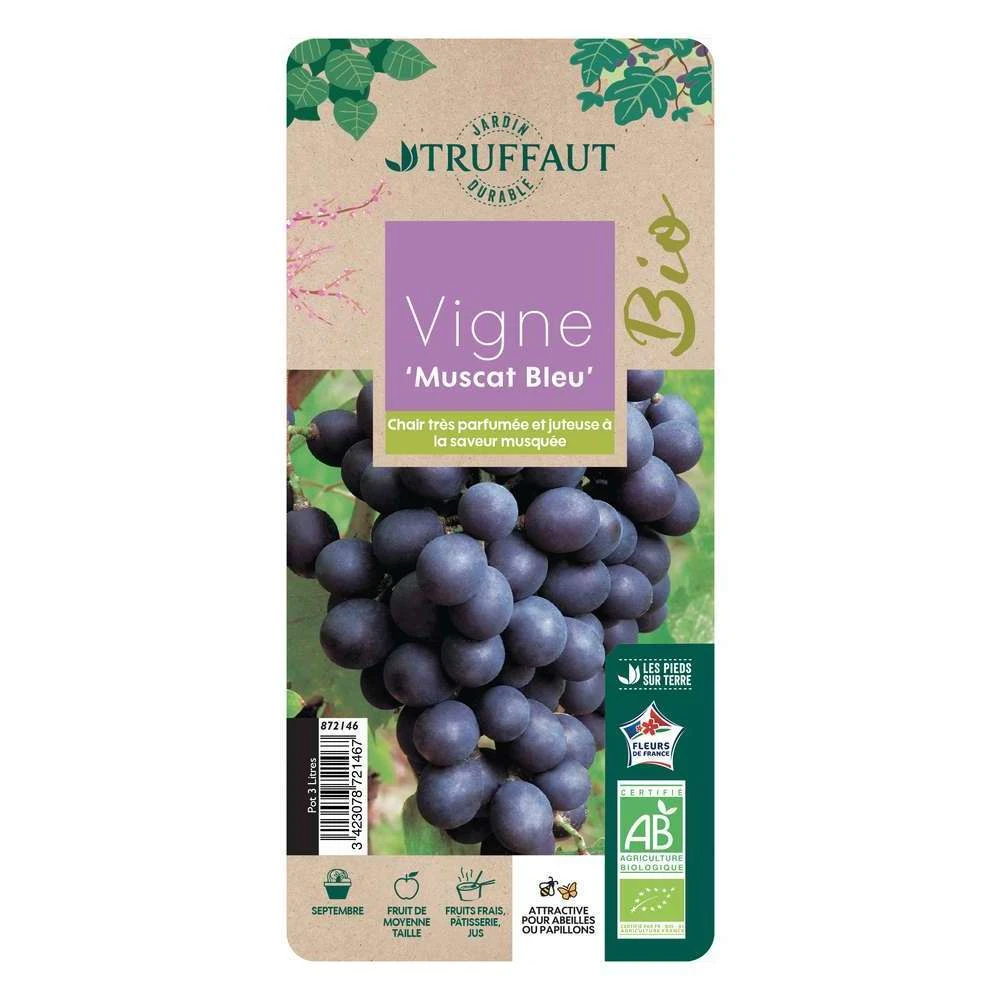 Vigne Muscat Bleu : AB Pot 3L 2 Vigne Muscat Bleu : AB Pot 3L – Image 2