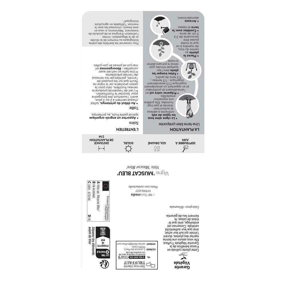 Vigne Muscat Bleu : AB Pot 3L 3 Vigne Muscat Bleu : AB Pot 3L – Image 3