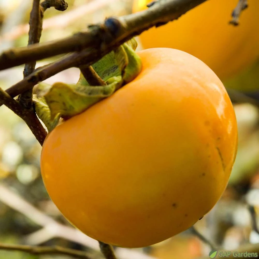 Kaki "Sharon" 1/2T Pot 15L 1 Kaki "Sharon" 1/2T Pot 15L