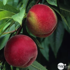 Pêcher à Chair Blanche Amsden, Bio, Gobelet -Atmospheraes Store 952755 1774732