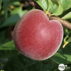 Pêcher à Chair Jaune JH Hale BIO, Gobelet 2 Ans -Atmospheraes Store 952757 1774771