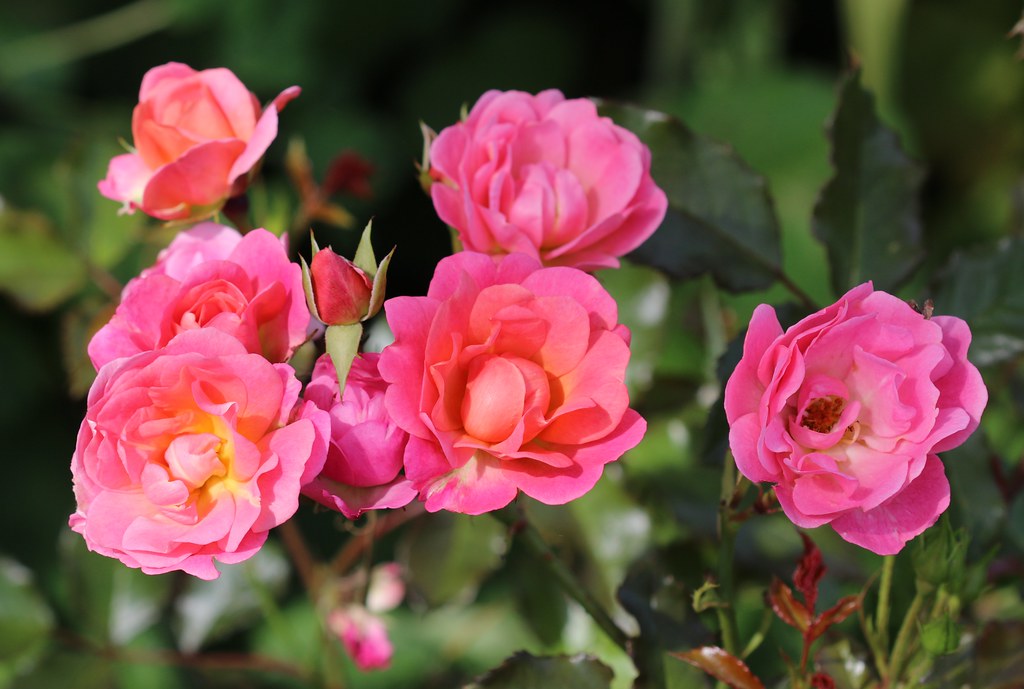 Atmospheraes Store -Atmospheraes Store 15232485471 26ea6c853b b