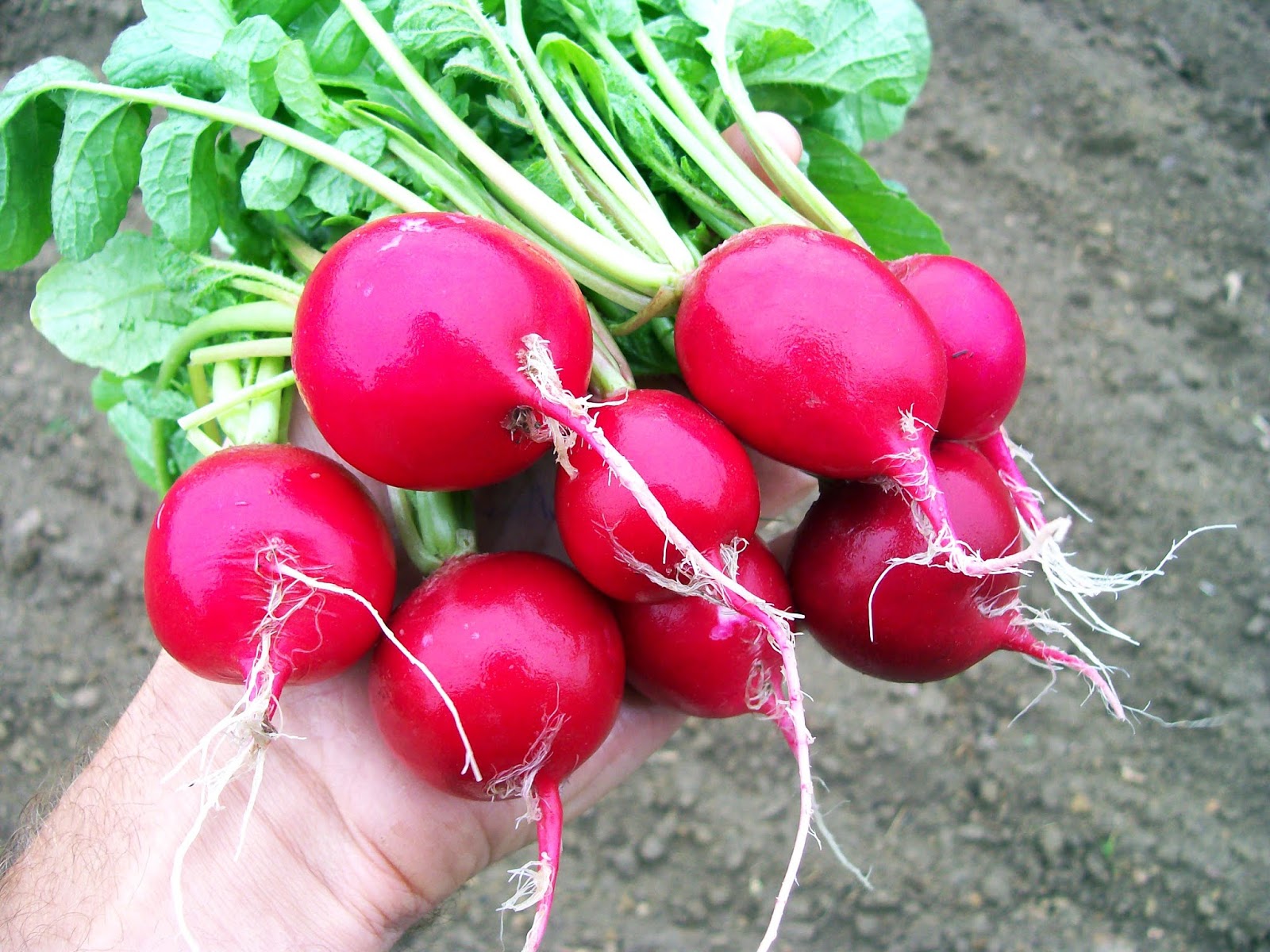 Atmospheraes Store -Atmospheraes Store Radish