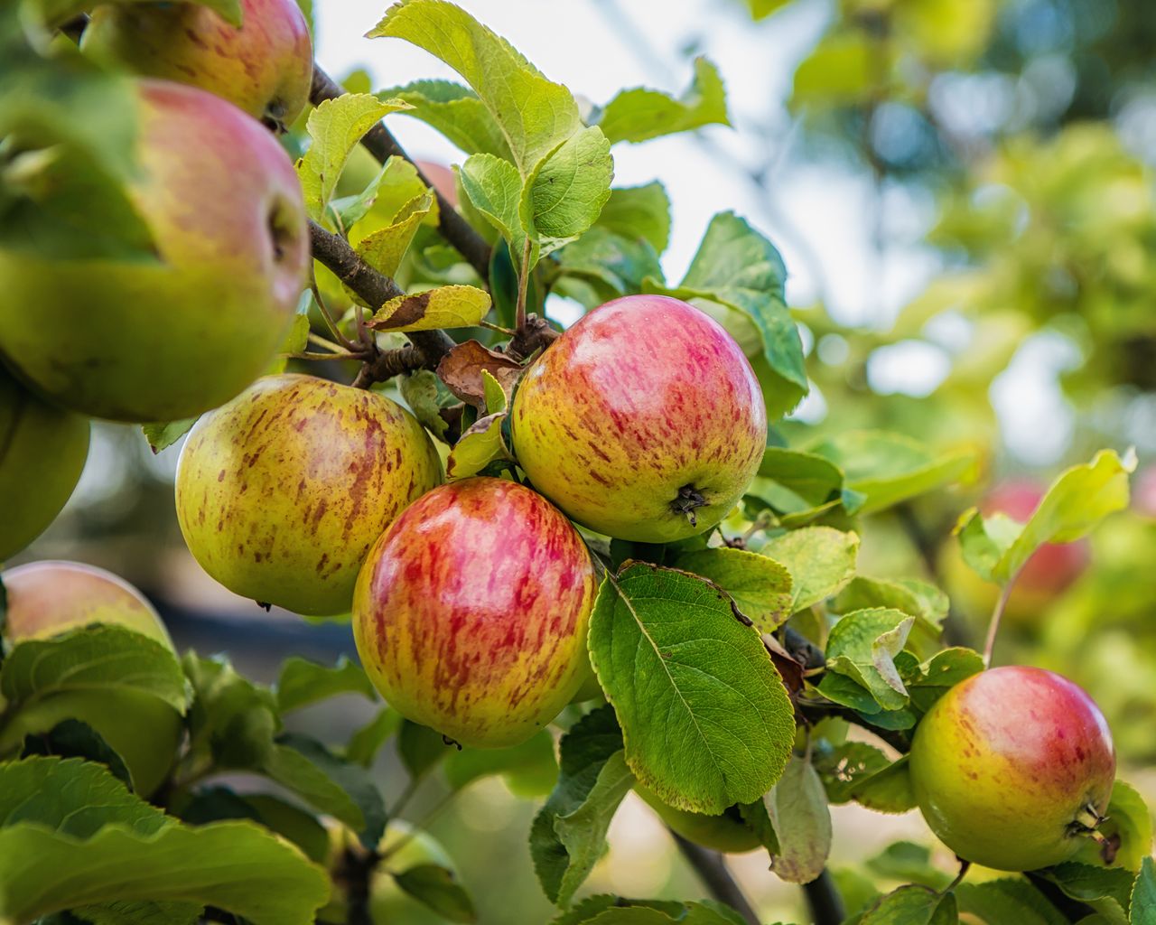 Atmospheraes Store -Atmospheraes Store SGReMq6PS9FFwF7aSpLsjW 1280 80